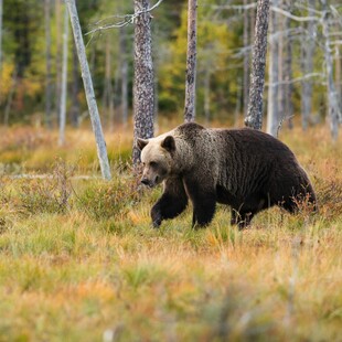Κολοράντο: Αρκούδα τρόμαξε και επιτέθηκε σε κατασκηνωτή, πάνω σε αιώρα