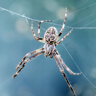 Έκλεισε σούπερ μάρκετ όταν εντοπίστηκε επικίνδυνη αράχνη- Προκαλεί μακροχρόνια, επώδυνη στύση