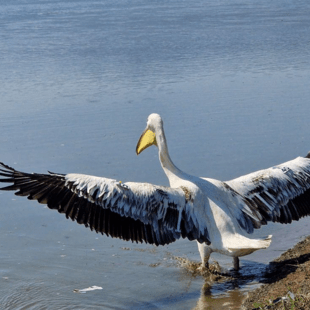 Ροδοπελεκάνος πετά στη λίμνη Κερκίνη- Το τέλος μιας μικρής Οδύσσειας