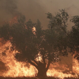 Φωτιά στη Φυλή: Ενισχύθηκαν οι πυροσβεστικές δυνάμεις - Μήνυμα του 112 για εκκένωση