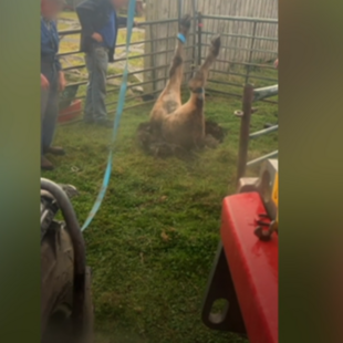 Η στιγμή που βγάζουν, κρεμασμένο ανάποδα, βόδι που παγιδεύτηκε σε τρύπα