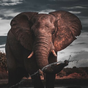 Ελέφαντες μεταναστεύουν μαζικά λόγω του θερμικού στρες από την κλιματική αλλαγή 