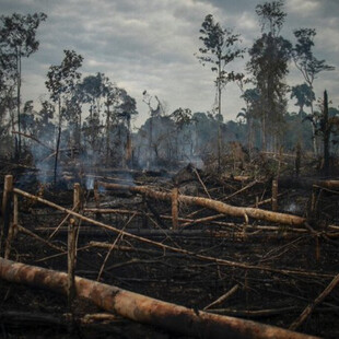 Βραζιλία - Αποψίλωση του δάσους: Πνίγεται στους καπνούς η πολιτεία Αμαζόνα