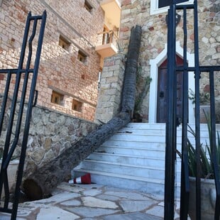 Η κακοκαιρία ξερίζωσε την ιστορική «χουρμαδιά του Καποδίστρια» 