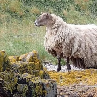 Διέσωσαν το «πιο μοναχικό πρόβατο» της Βρετανίας- Ήταν 2 χρόνια σε δυσπρόσιτη ακτή