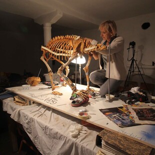 Ανασύνθεσαν σκελετό αρκούδας που είχε πεθάνει από δηλητηριασμένο δόλωμα