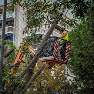 Εξάρχεια - Ριζάρη: Συμβαίνουν «δενδροκτονίες» στην Αθήνα;