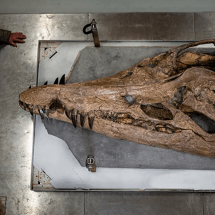 Ανακαλύφθηκε το απολιθωμένο κρανίο ενός τεράστιο θαλάσσιου τέρατος