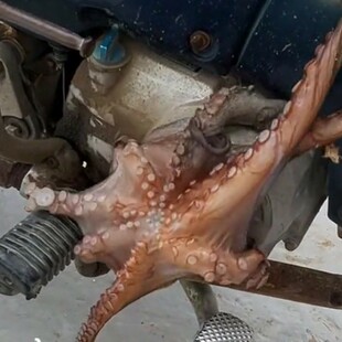 Χταπόδια και μεγάλα καλαμάρια βγήκαν στη στεριά στα Κουφονήσια