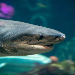 Επίθεση καρχαρία δέχθηκε 21χρονη- Ήταν στο νερό μέχρι το γόνατο