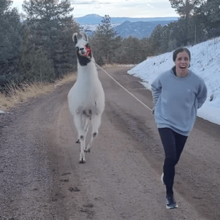 Η Κατερίνα Στεφανίδη κάνει προπόνηση με ένα λάμα