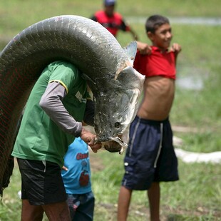 Βολιβία: Ψάρεψε τον γιγαντιαίο αραπάιμα στον Αμαζόνιο - Βάρους 200 κιλών