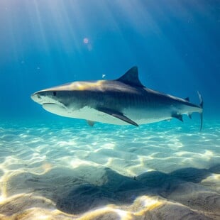 Επίθεση καρχαρία στη Χαβάη - Νεκρός σέρφερ 
