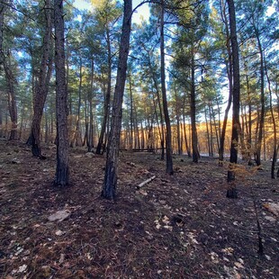 Έβρος: Μελέτη αποκατάστασης δασών από το WWF