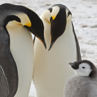 Εντοπίστηκαν άγνωστες αποικίες αυτοκρατορικών πιγκουίνων στην Ανταρκτική