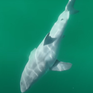 Ερευνητές κατέγραψαν τις πρώτες ίσως εικόνες νεογέννητου λευκού καρχαρία