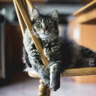 Σπάνιο κρούσμα βουβωνικής πανώλης στις ΗΠΑ- Πιθανόν κόλλησε από τη γάτα του