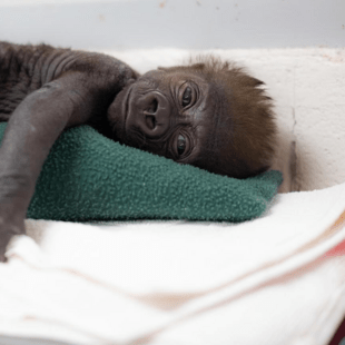 Texas zoo delivers baby gorilla via caesarean section