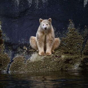 Γυναίκες φωτογράφοι γιορτάζουν τα 90ά γενέθλια της Jane Goodall