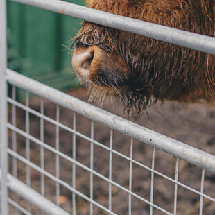 Κίνα: Άθλιες οι συνθήκες στις φάρμες εκτροφής ζώων για τη γούνα τους - Οι κίνδυνοι για τη δημόσια υγεία
