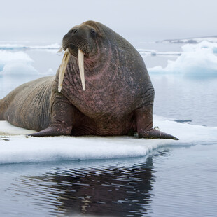 Νορβηγία: Θαλάσσιος ίππος πέθανε από γρίπη των πτηνών