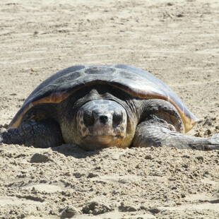Η κλιματική αλλαγή επηρεάζει τις χελώνες καρέτα: Φωλιά για πρώτη φορά από 10 Μαΐου