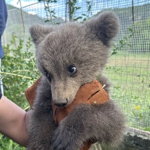 Κοζάνη: Έσωσαν αρκουδάκι που βρήκε καταφύγιο στην αυλή τους