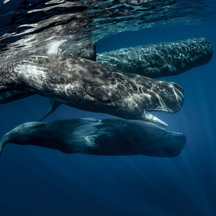 «SAvE Whales»: Tο έξυπνο σύστημα εντοπισμού που θα σώσει τους φυσητήρες 