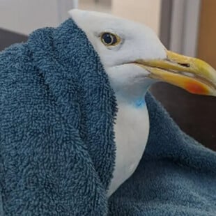 Γλάρος παγιδεύτηκε σε extensions μαλλιών και διασώθηκε από την πυροσβεστική