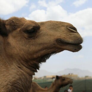 Ουγγαρία: Διαμαρτυρία με καμήλες στη Βουδαπέστη για την κλιματική αλλαγή
