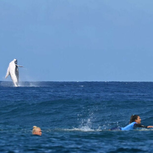 Ολυμπιακοί Αγώνες: Φάλαινα κάνει photobombing και διακόπτει το σέρφινγκ στην Ταϊτή