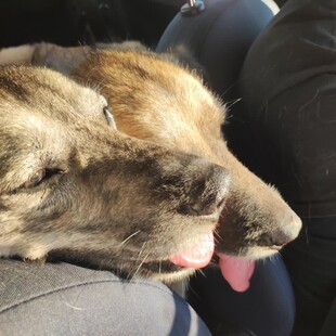 Φωτιά στην Αττική: Η Dog’s Voice έχει συγκεντρώσει ήδη 150 πυρόπληκτα ζώα στο Γαλάτσι - Οι ανάγκες