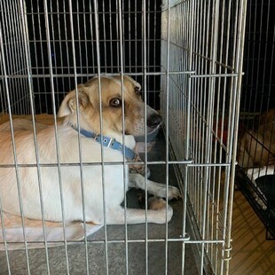 Μέσα στο κέντρο πυρόπληκτων ζώων στο ΠΑΛΑΙ Γαλατσίου 