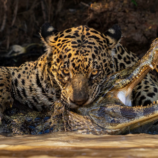 Εκπληκτικές εικόνες από τον διαγωνισμό Wildlife Photographer of the Year
