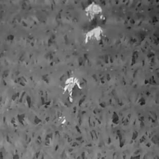 Με drone εντόπισαν τρίχρονο σε έκταση 1000 στρεμμάτων με καλαμπόκι στο Ουισκόνσιν