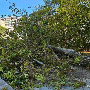 Θεσσαλονίκη: Δέντρο έπεσε πάνω σε άνδρα στο κέντρο της πόλης
