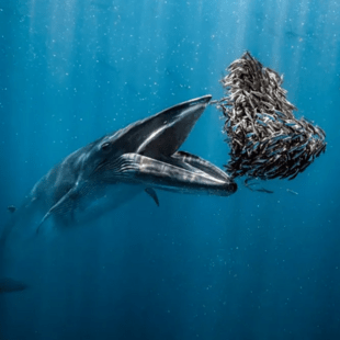 Ocean Photographer of the Year 2024: 