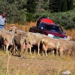 Ευλογιά των προβάτων: Κλείνουν τα σφαγεία σε όλη τη χώρα