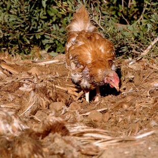 Διενέργεια προληπτικών ελέγχων για γρίπη των πουλερικών