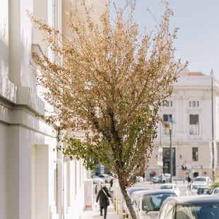 Δεν πεθαίνουν μόνο οι μουριές στην Αθήνα. Tώρα πεθαίνουν και οι όμορφοι συριακοί Ιβίσκοι