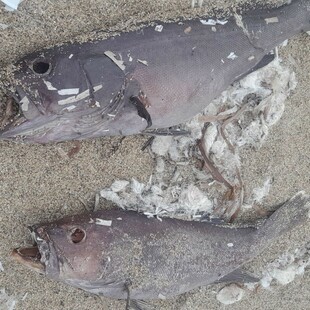 Νεκρά ψάρια χωρίς μάτια ξεβράστηκαν στα Χανιά - Ο ιός που τα προσβάλλει και τι προκαλεί