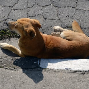 Caramelo: Τα σκυλιά - σύμβολο της Βραζιλίας και η ταινία στο Netflix