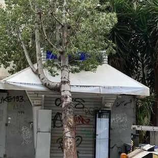 Κρήτη: Δέντρο ξεριζώθηκε και έπεσε σε περίπτερο