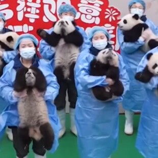 Με 25 μωρά πάντα η Κίνα γιόρτασε το σεληνιακό νέο έτος