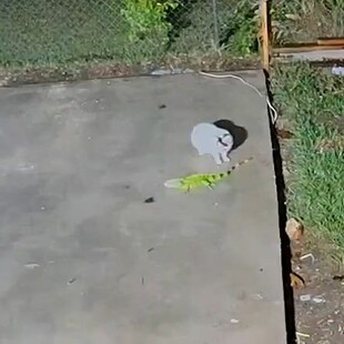 Φλόριντα: Παγωμένο ιγκουάνα πέφτει από δέντρο και γάτα το δαγκώνει on camera