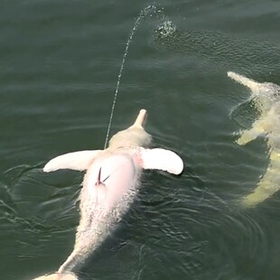  National Geographic: Γιατί τα δελφίνια του Αμαζονίου ουρούν στον αέρα