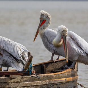 Γρίπη των πτηνών: Επιβεβαιώθηκε κρούσμα σε αργυροπελεκάνο της Κερκίνης