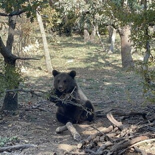 Ξύπνησαν από τη χειμερία νάρκη οι αρκούδες στον «Αρκτούρο»