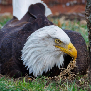 Νεκρός βρέθηκε ο Μέρφι, ο αγαπημένος φαλακρός αετός που έγινε θετός «μπαμπάς»