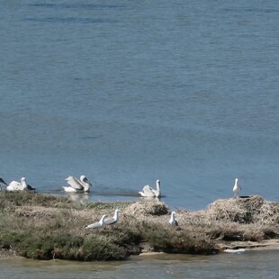 Λευκάδα: Καταγράφηκε η πρώτη αποικία αργυροπελεκάνων σε ελληνικό νησί